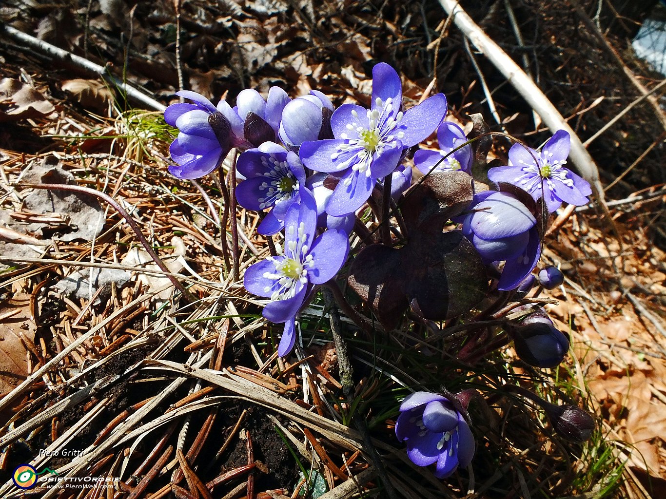 76 Erba Trinità - Hepatica Nobilis .JPG